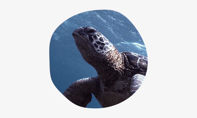 Kemp's Ridley Sea Turtle, transparent png download