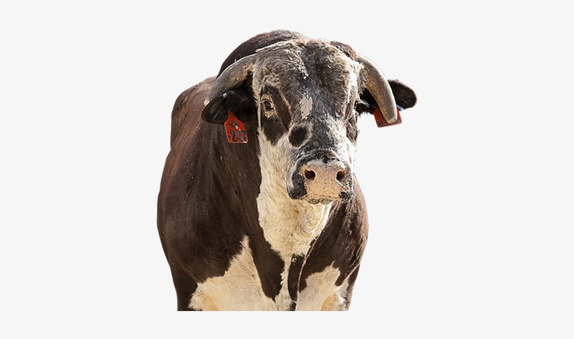Red Bandana - Red Bandana Pbr Bull, transparent png download