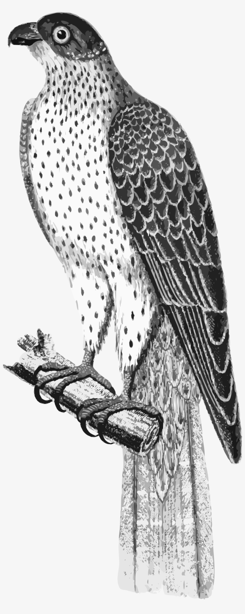 This Free Icons Png Design Of Falco Umbrinus, transparent png download