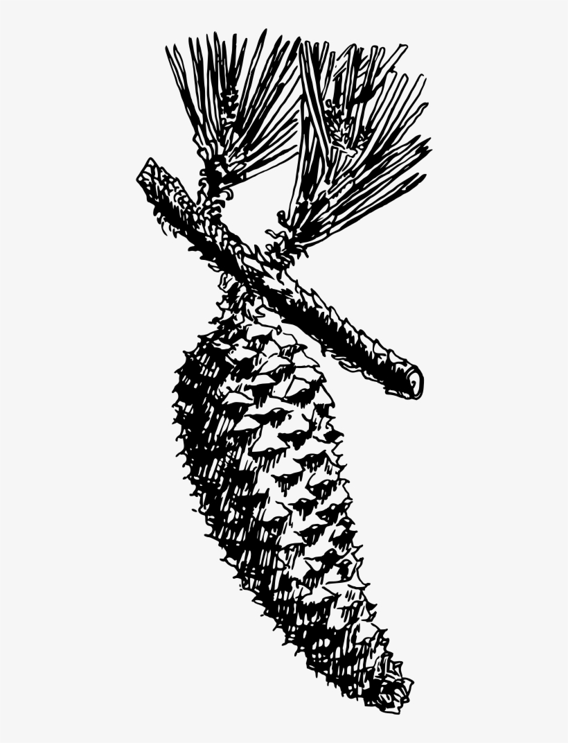 Slash Pine - Portable Network Graphics, transparent png download