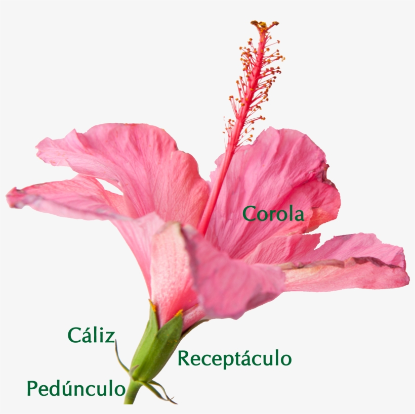 Partes De La Flor, transparent png download