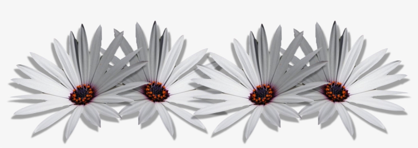 Margaritas Png - Anuncios - Flower, transparent png download