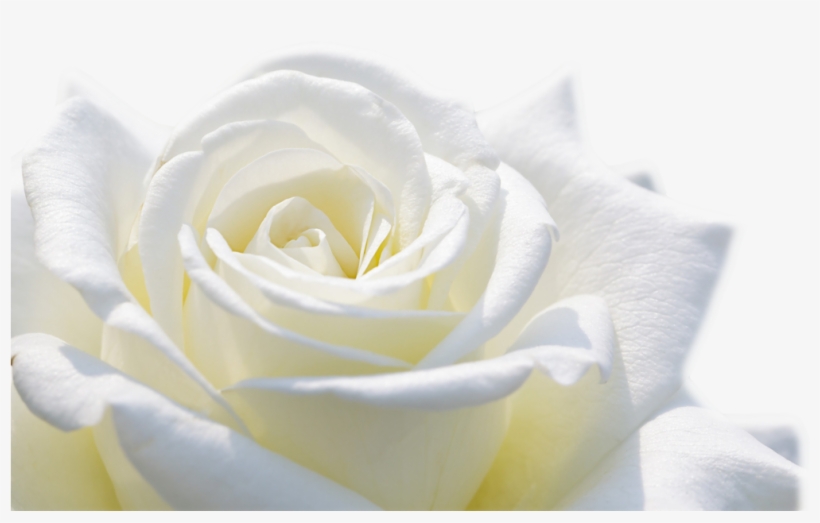White Roses Images Hd, transparent png download