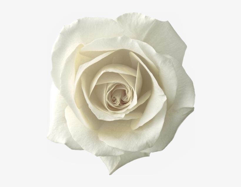 Whiterose Roses Rose Png Sticker Whiteroses Freetoedit - Elegant Rose Glass Pendant Necklace 1", transparent png download