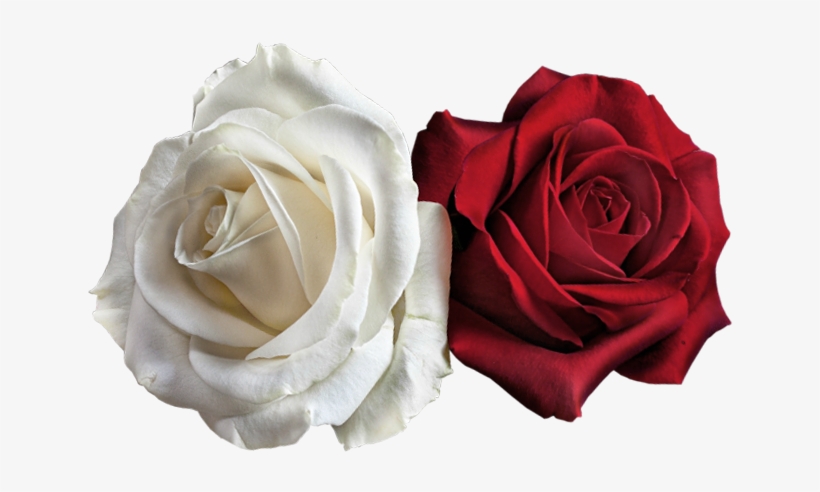 Go To Image - White Red Rose Png, transparent png download