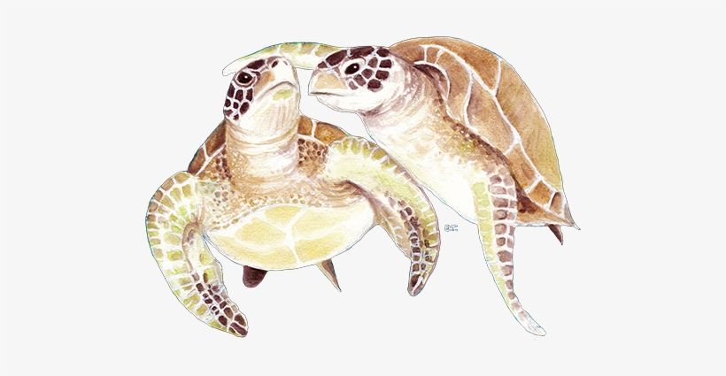 Sea Turtles Beige Dark Throw Blanket, transparent png download