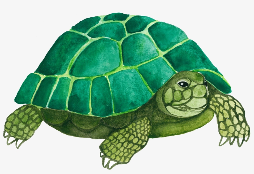 Tortoise Emydidae Green Transprent - Turtle Drawing Green, transparent png download