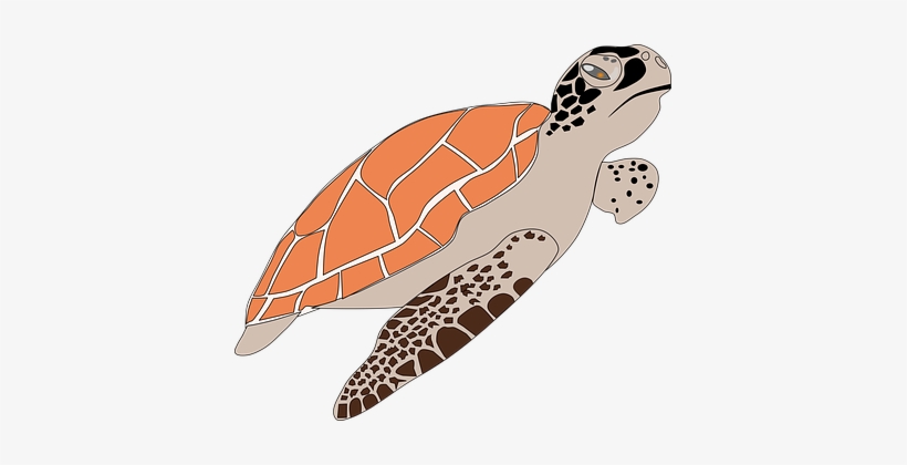 Sea Turtle Animal Wildlife Turtle Sea Tort - Loggerhead Sea Turtle Clip Art, transparent png download