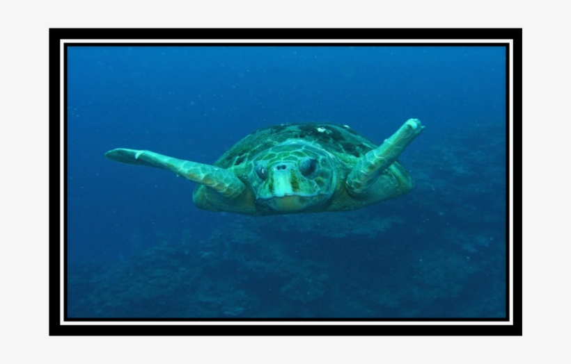 Sea Turtle Conservation Network - Hawksbill Sea Turtle, transparent png download