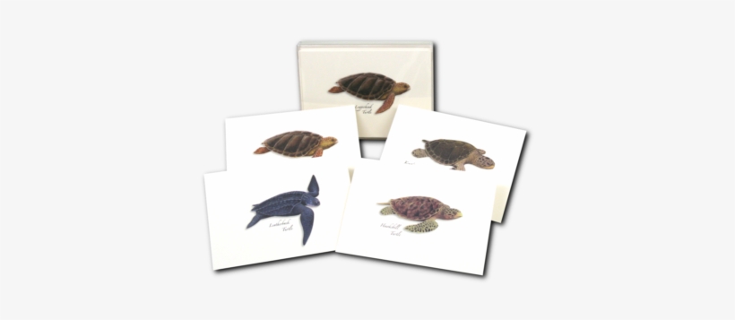 Sea Turtle Notecards - Leatherback Sea Turtle, transparent png download