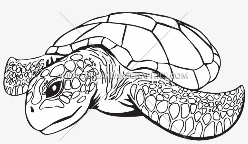 Sea Turtle - Sea Turtle Line Art, transparent png download