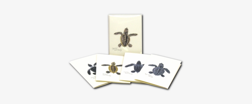 Sea Turtle Hatchling Notecards - Sea Turtle Hatchling Notecards With Envelopes Boxed, transparent png download