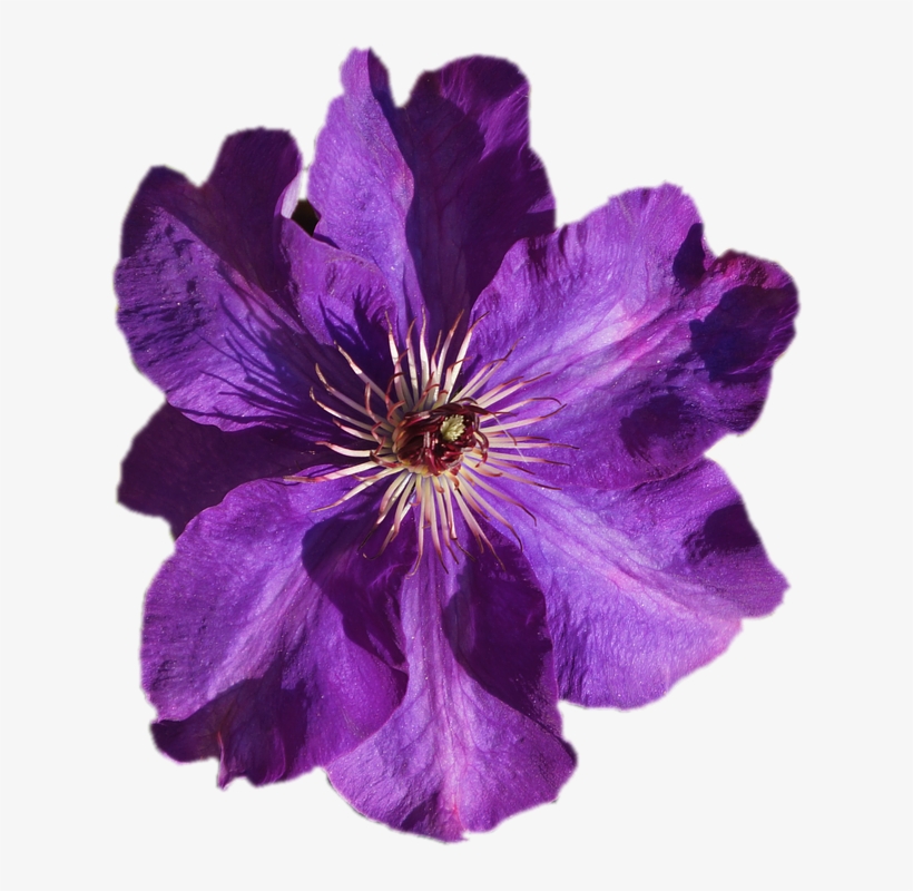 Purple Flower Transparent, transparent png download