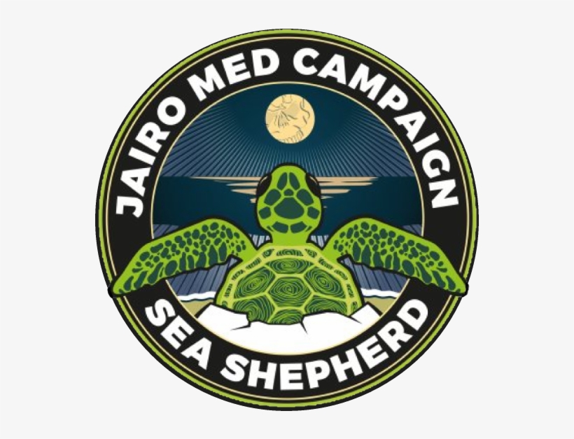 Jairo Med Campaign - Green Sea Turtle, transparent png download