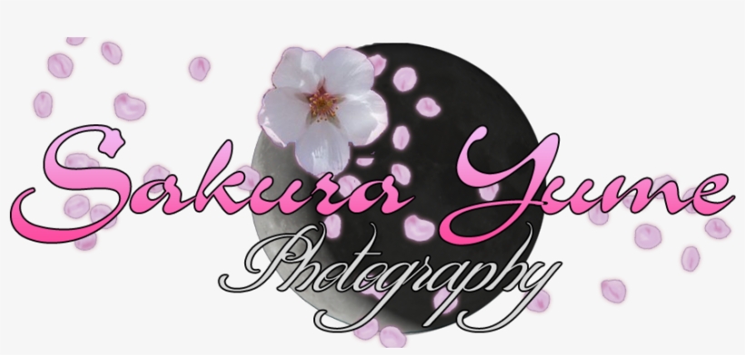 What Is Stand Alone Cosplay - Cherry Blossom, transparent png download