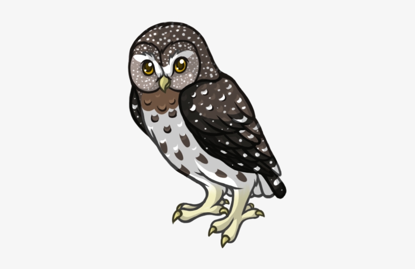 To The Sky - Pygmy Owl Transparent, transparent png download