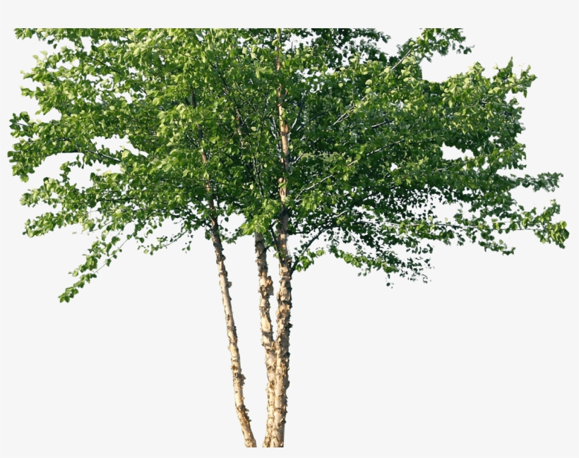 Forest Grown On Russian Territory - River Birch Tree Png, transparent png download