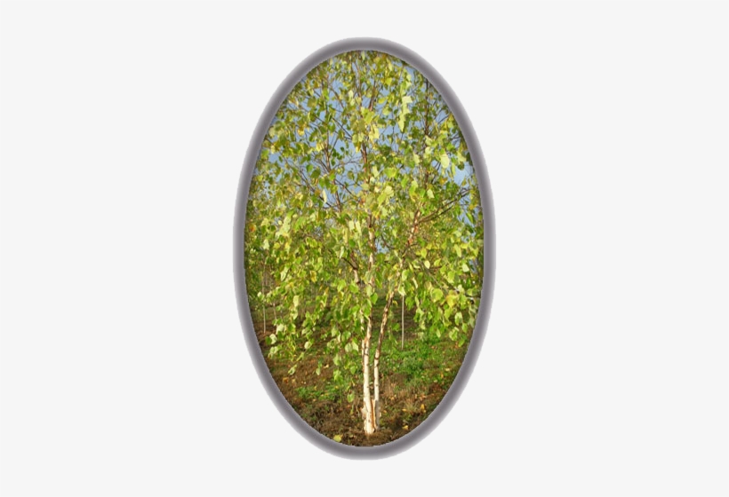 River Birch - Birch, transparent png download