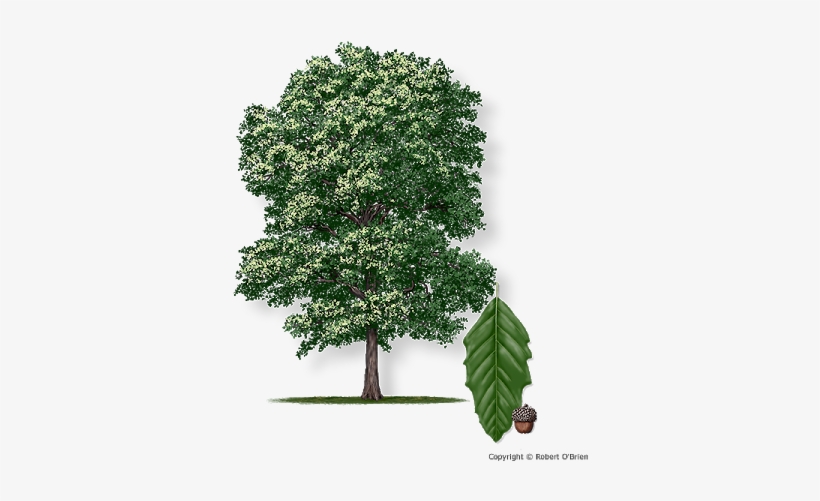 Rendering Of Monterrey Oak - Monterrey Oak, transparent png download