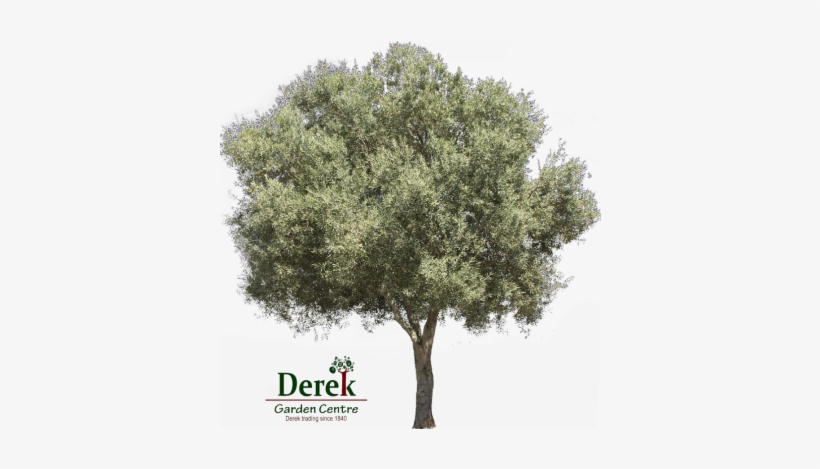 Tree Png Photoshop Olive, transparent png download