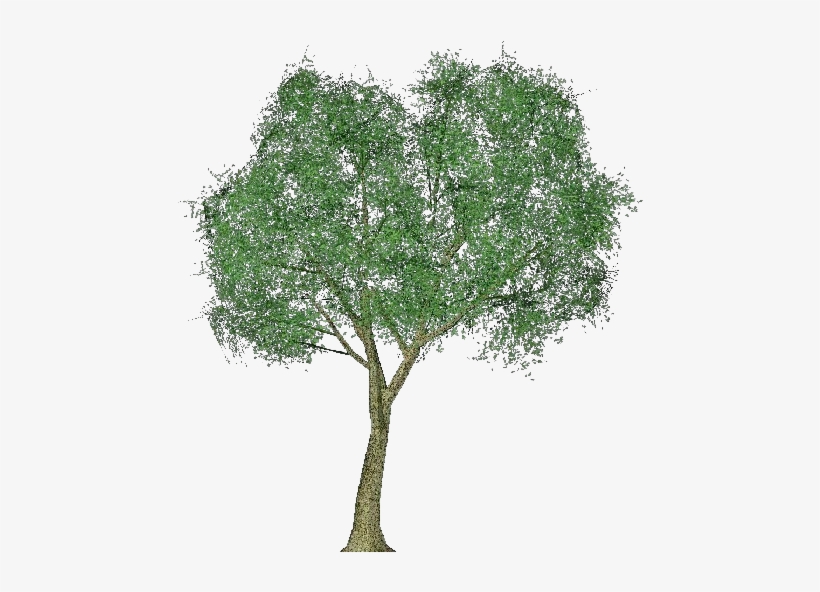 Transparent Tree Poplar - Arbol Alamo En Png, transparent png download