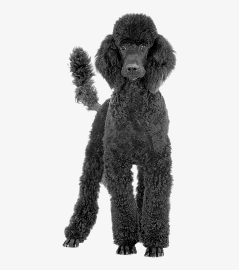 Black Poodle - Black Poodle Png, transparent png download