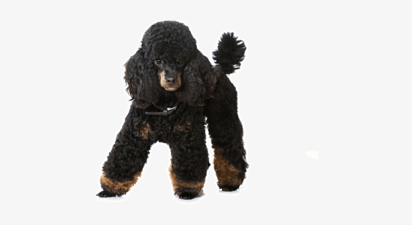 Looking For A Poodle Puppy Or Dog In Denver, Colorado - Poodle, transparent png download