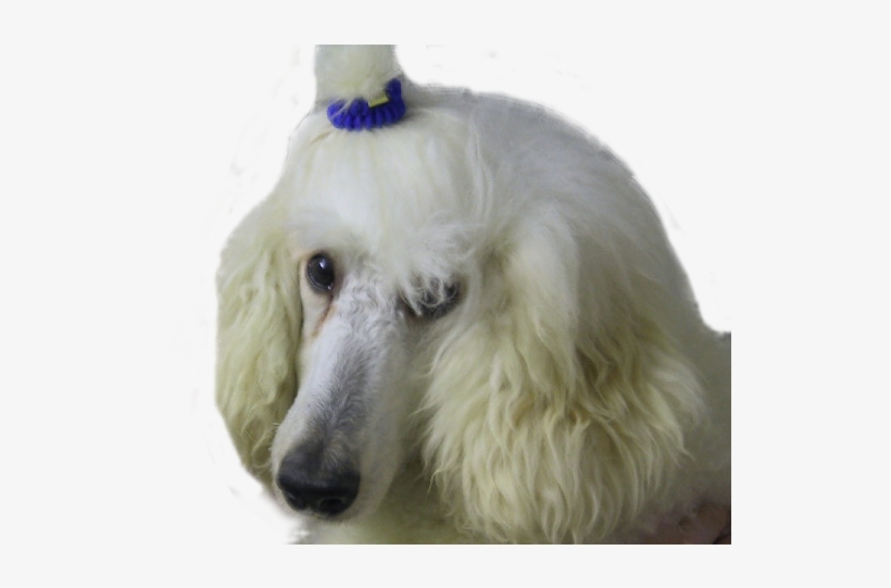 Lily The White Poodle - White Poodle Transparent Background, transparent png download