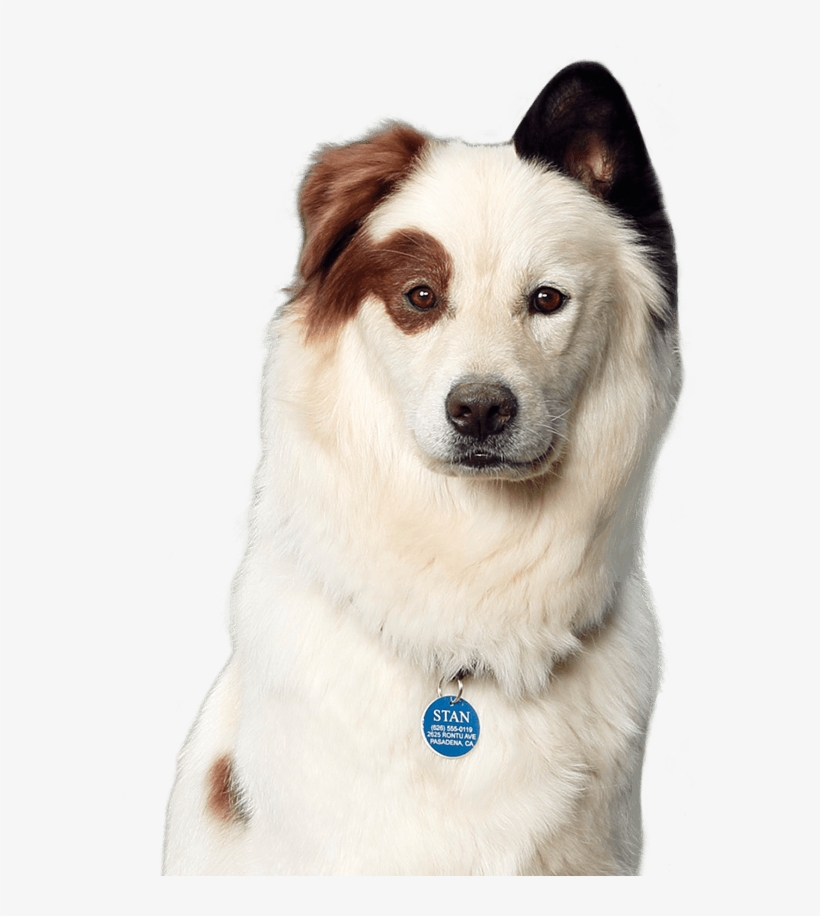 Standog - Pies Z Blog Na 4 Łapy, transparent png download