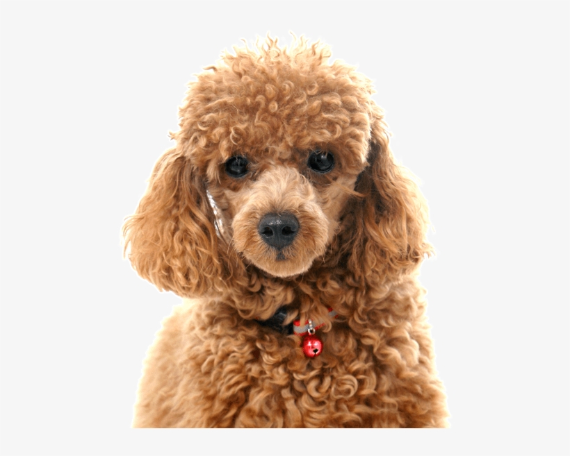 Search - Light Brown Toy Poodles, transparent png download