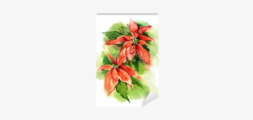 Watercolor Poinsettia Wall Mural • Pixers® • We Live - Illustration, transparent png download