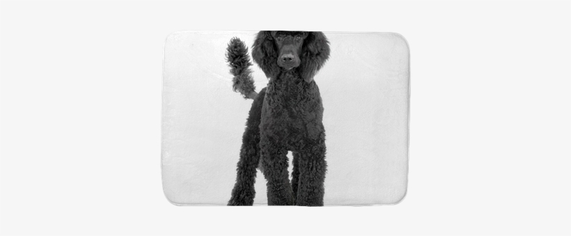 Poodle, transparent png download