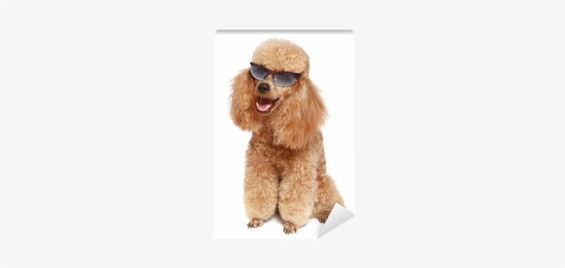 Apricot Poodle In Dark Sunglasses Wall Mural • Pixers® - Cafepress Apricot Poodle (dog) In Dark Sunglasses Puzzle, transparent png download