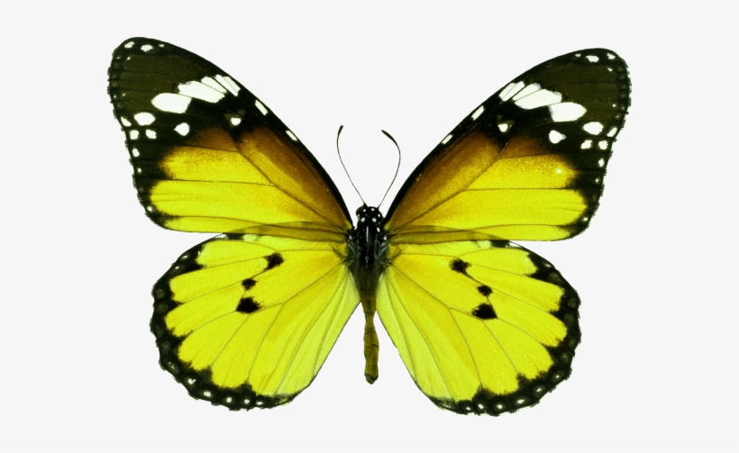 Butterfly - Set Of 2 Butterfly Canvas Wall Art Prints, transparent png download