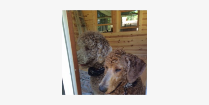 Picture - Poodle, transparent png download