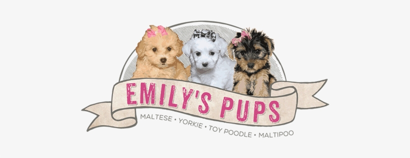 Emily's Pups - Maltise Sjitzu Poodle Yorkie Puppies, transparent png download