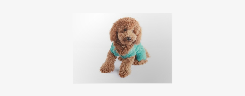 Poodle, transparent png download