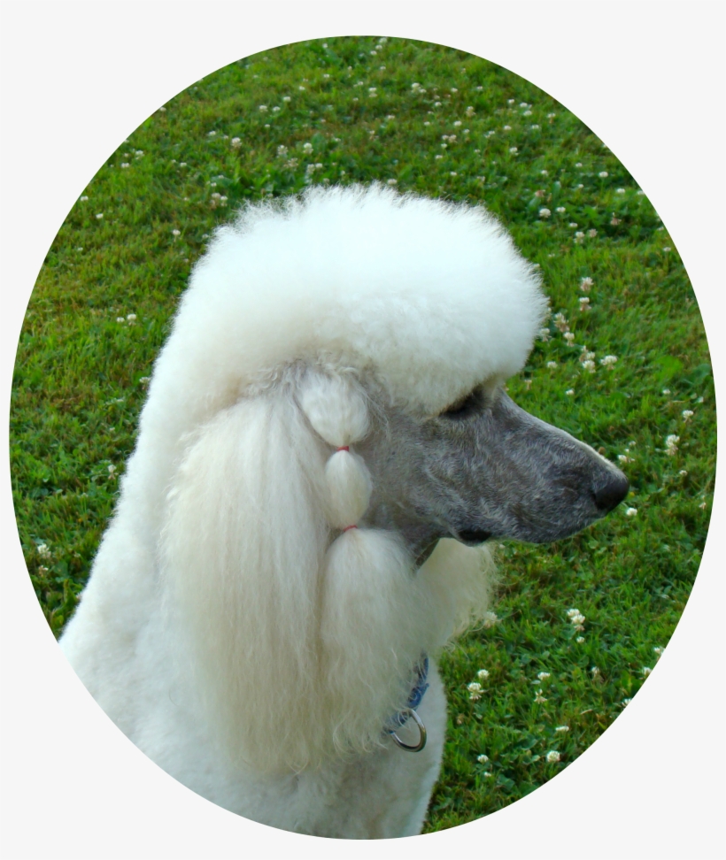Dsc00983b - Poodle, transparent png download