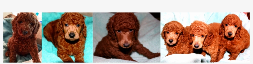 Follow Poodle's Board Famous Poodle Owners On Pinterest - Standard Poodle, transparent png download