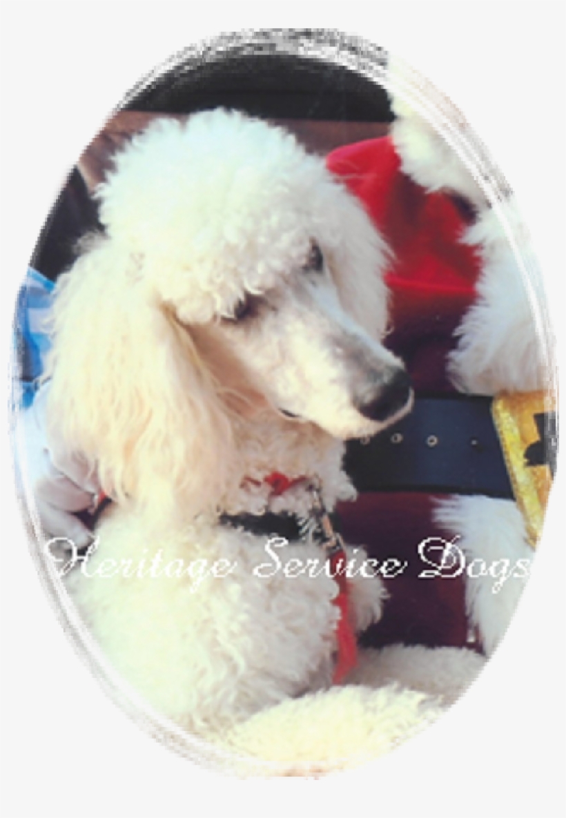 Alex - Standard Poodle, transparent png download