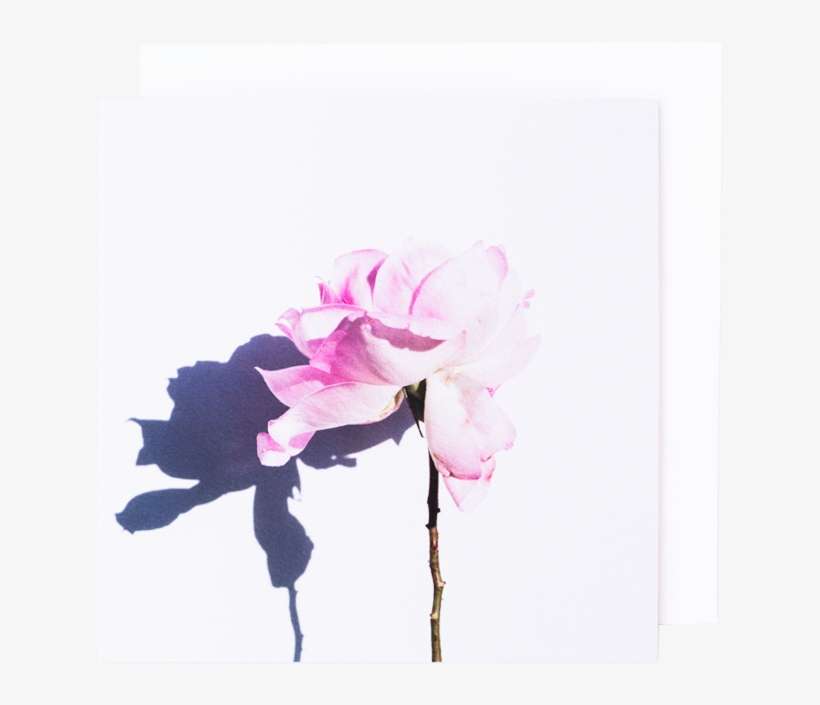 Previous - Rose, transparent png download