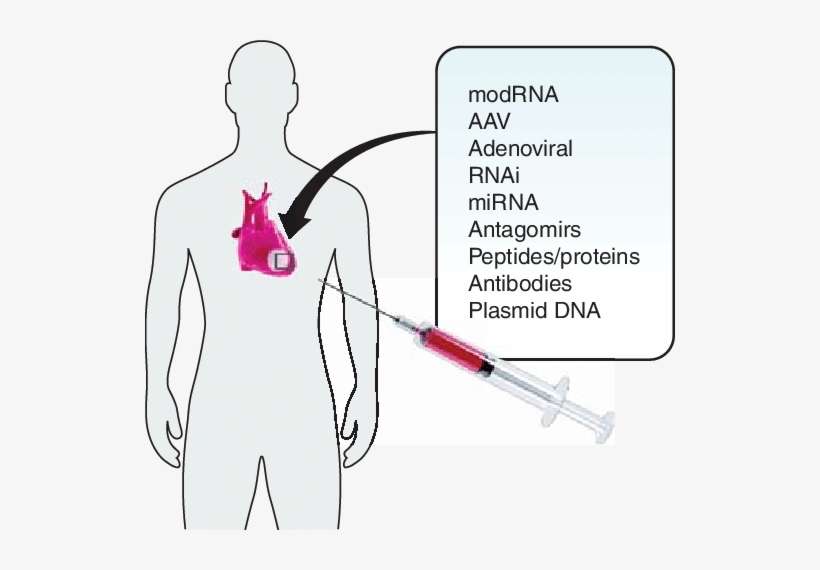Approaches To Manipulate The Molecular Pathways Of - Illustration, transparent png download