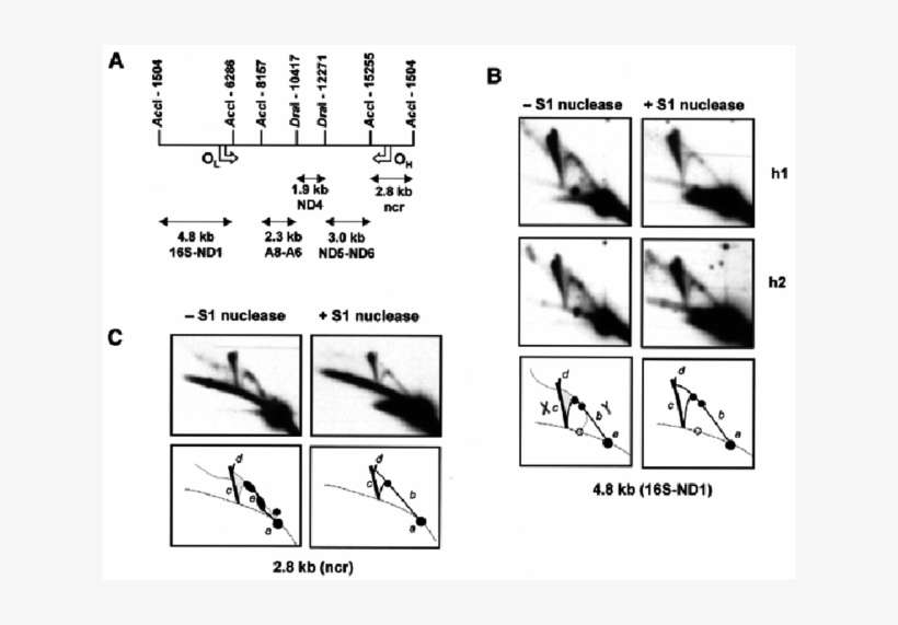 2dnage Analysis Of Origin Regions Of Human Heart Muscle - Fur Seal, transparent png download