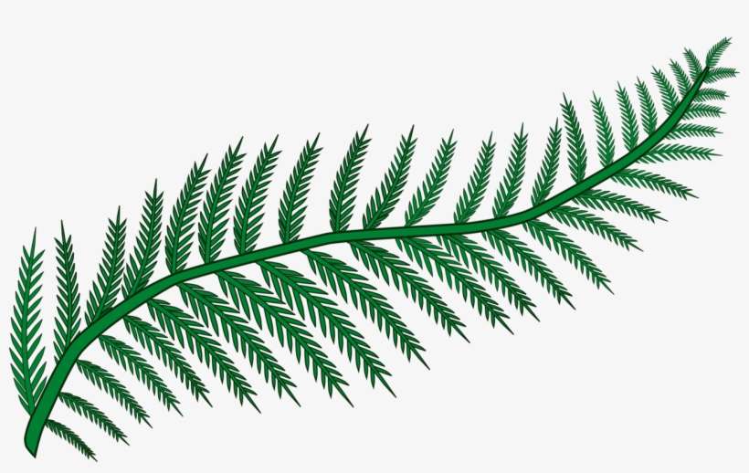 Fern Frond Plants Leaf Vascular Plant - Fern Clipart, transparent png download