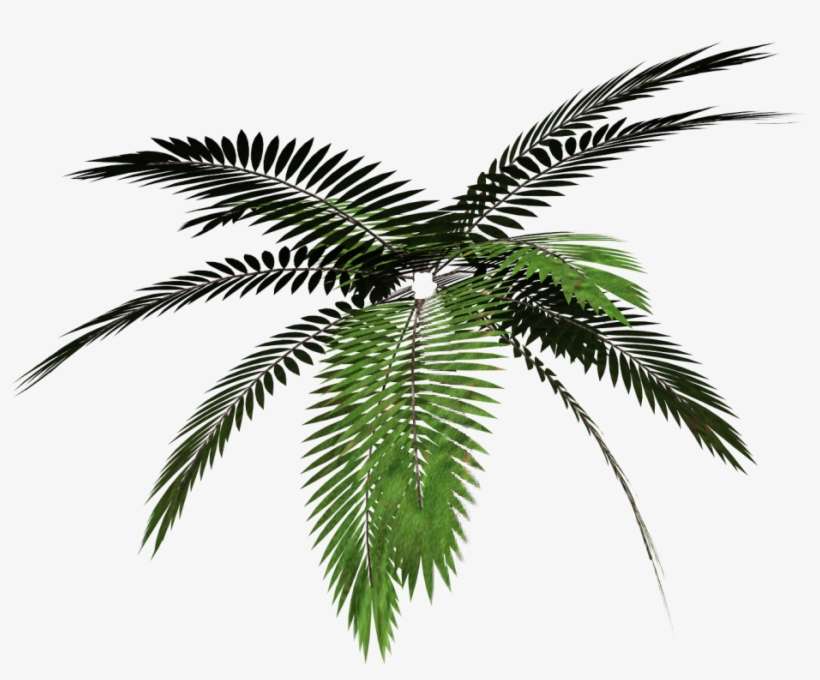 Report Abuse - Palm Tree Png Vaporwave, transparent png download