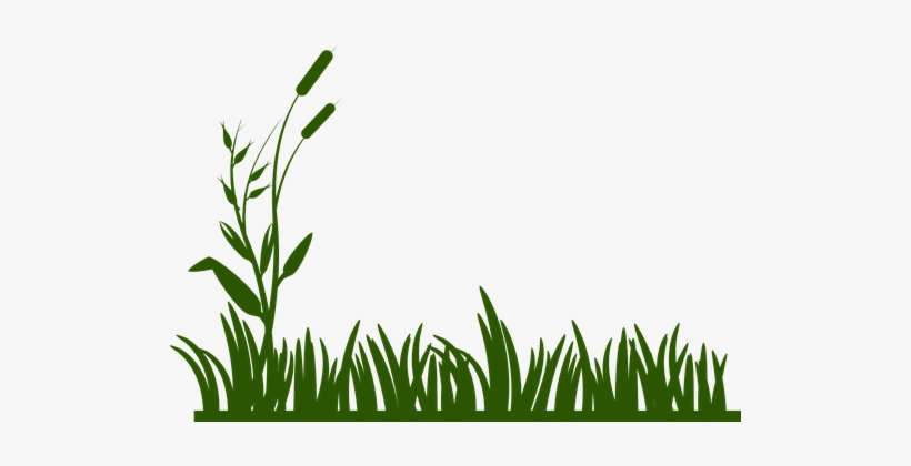 Grass Background Green Decoration Spring S - Grass Svg, transparent png download