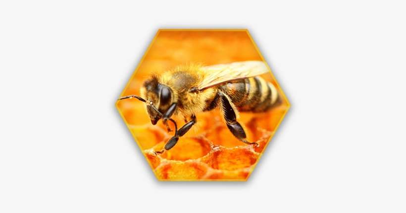 Queen Bee - Dies A Queen Bee Look Like, transparent png download