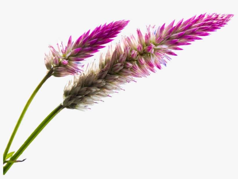 Field Of Flowers Png Banner Freeuse Stock - Pink Flower 100 Page Journal: Blank 100 Page Journal, transparent png download