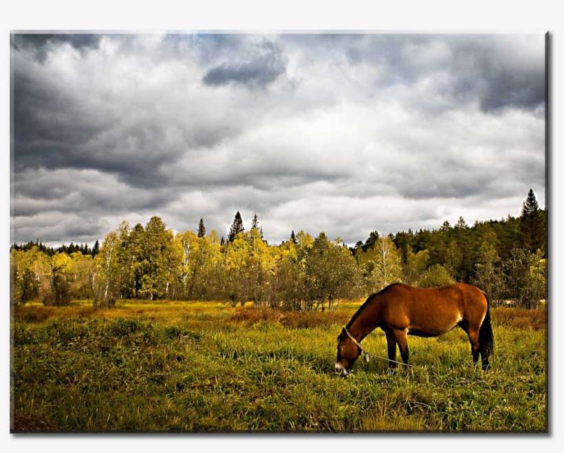 Horse Grass Field Trees 1-panel Xl - Horse Grass Grazing Hd, transparent png download