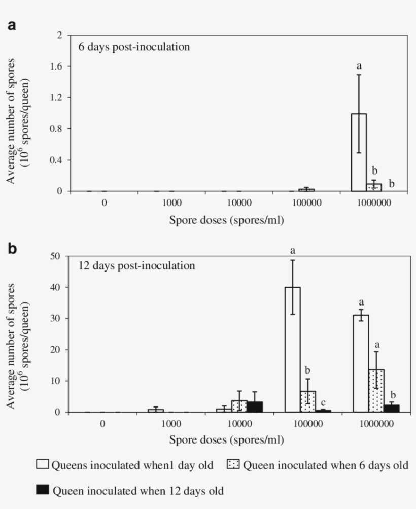 Ceranae Infection Of Different Age Honey Bee Queens - Diagram, transparent png download